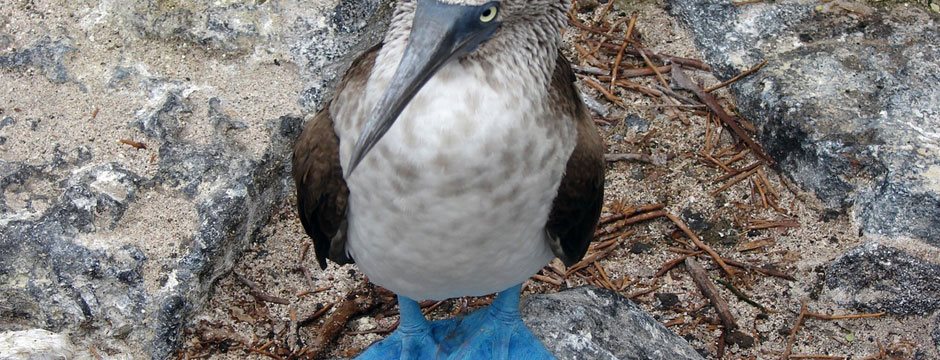 Galápagos Ilhas do Sul com Iate Isabela II