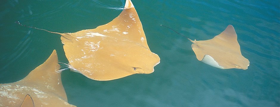 Galápagos Ilhas do Sul com Iate Isabela II