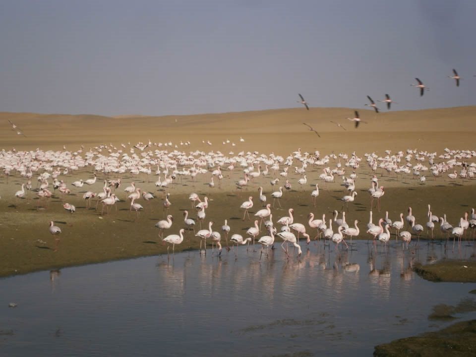 Namibia Walvis Bay Flamingos