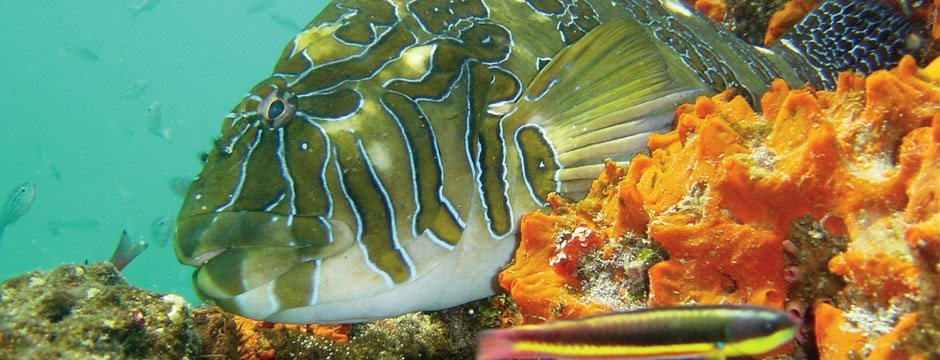 Galápagos Ilhas do Leste com Iate La Pinta