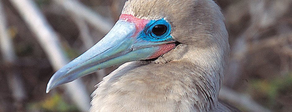 Galápagos Ilhas do Sul com Iate Isabela II