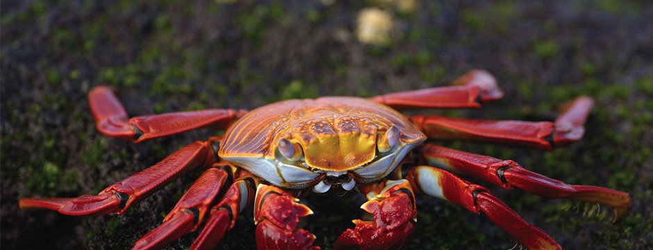Galápagos Ilhas do Leste com Iate La Pinta