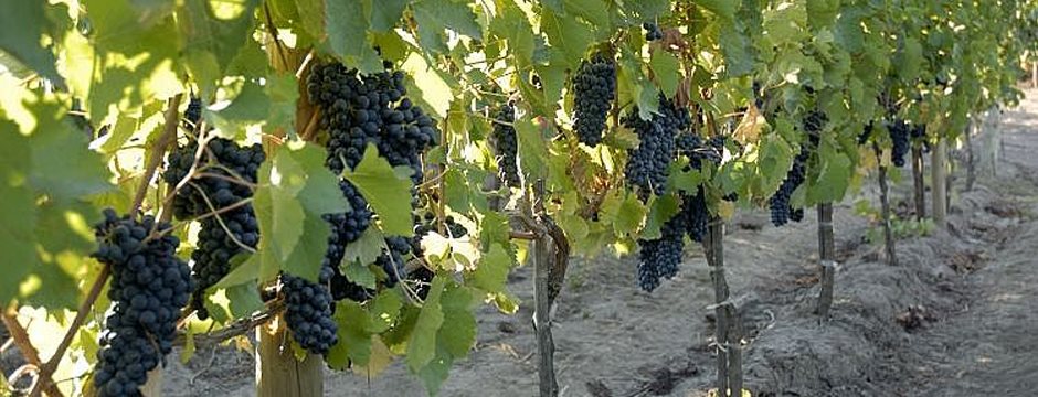Rota do Vinho do Vale de Colchagua