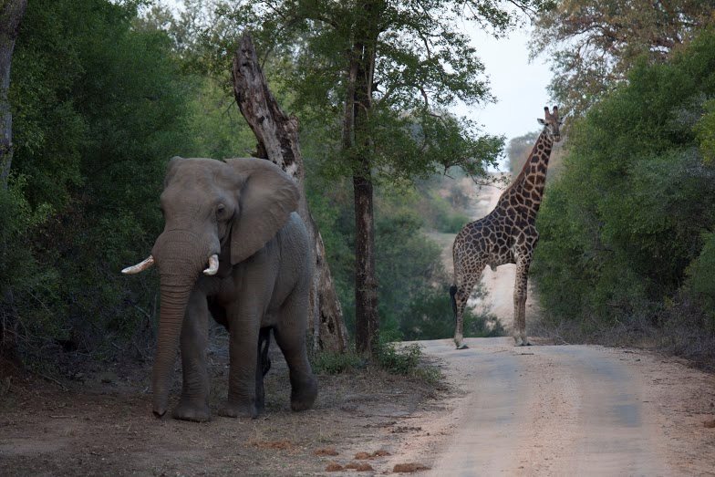 África do - Elefante e Girafa