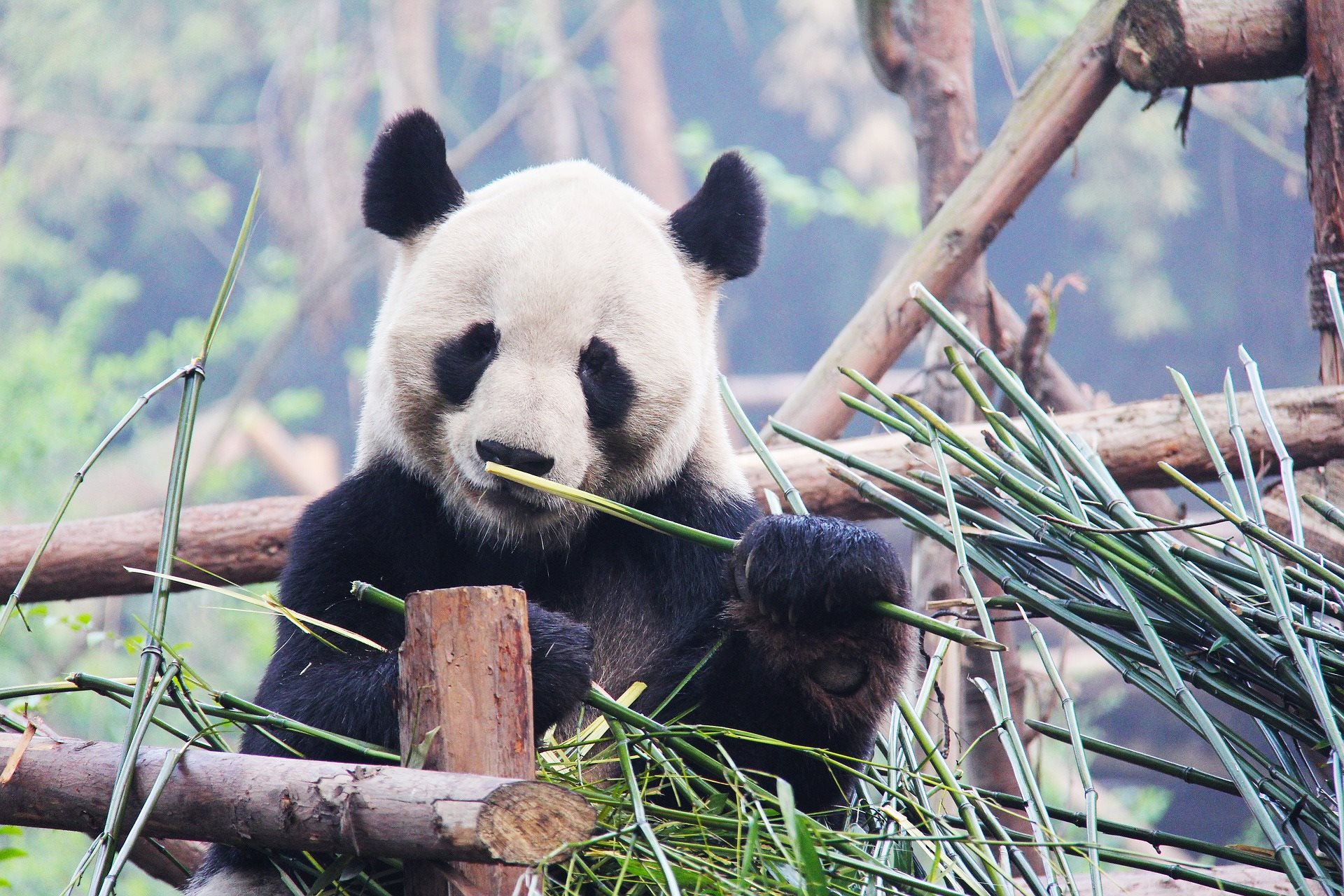 China - Urso Panda