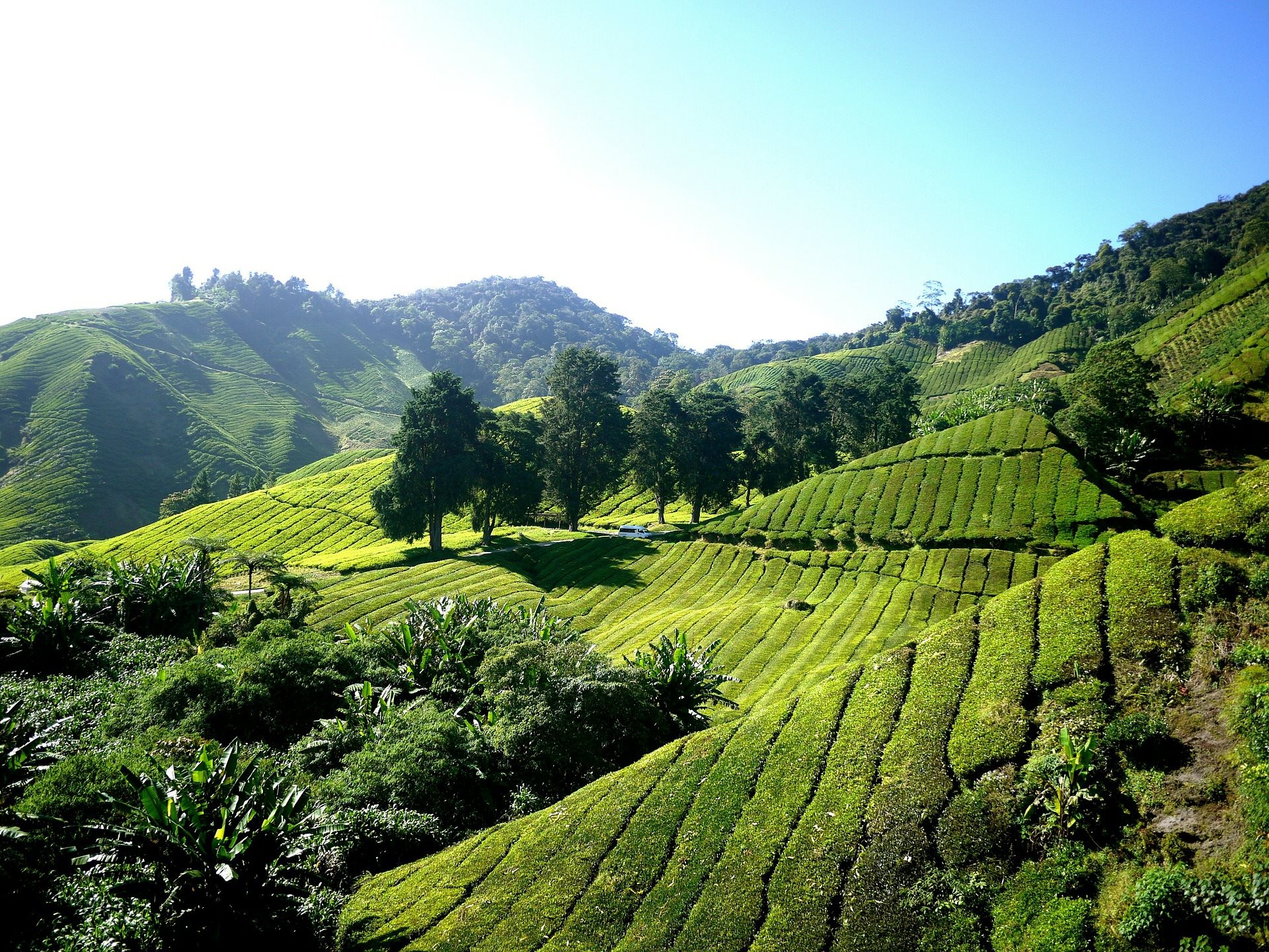 Cameron Highlands tea-plantation