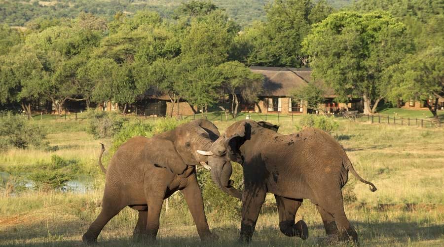 Pilanesberg - Bakubung