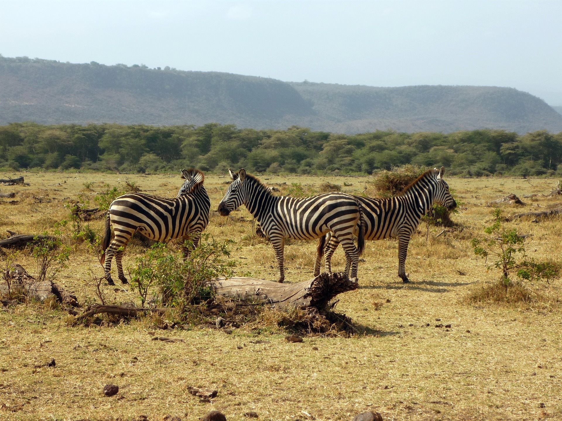 Tanzânia - Zebra