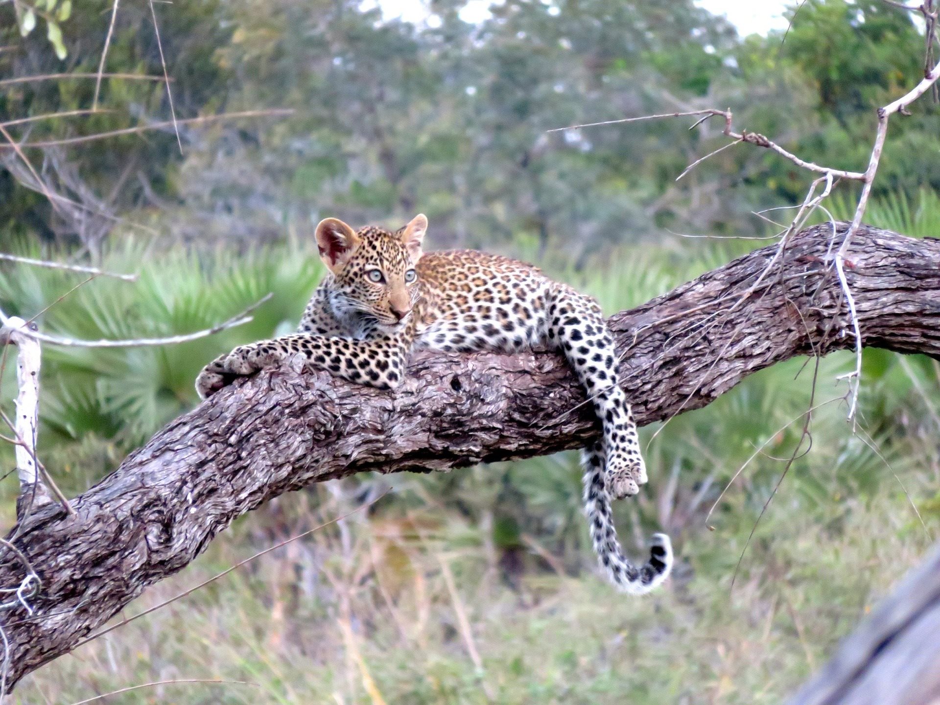 Tanzãnia - Leopardo