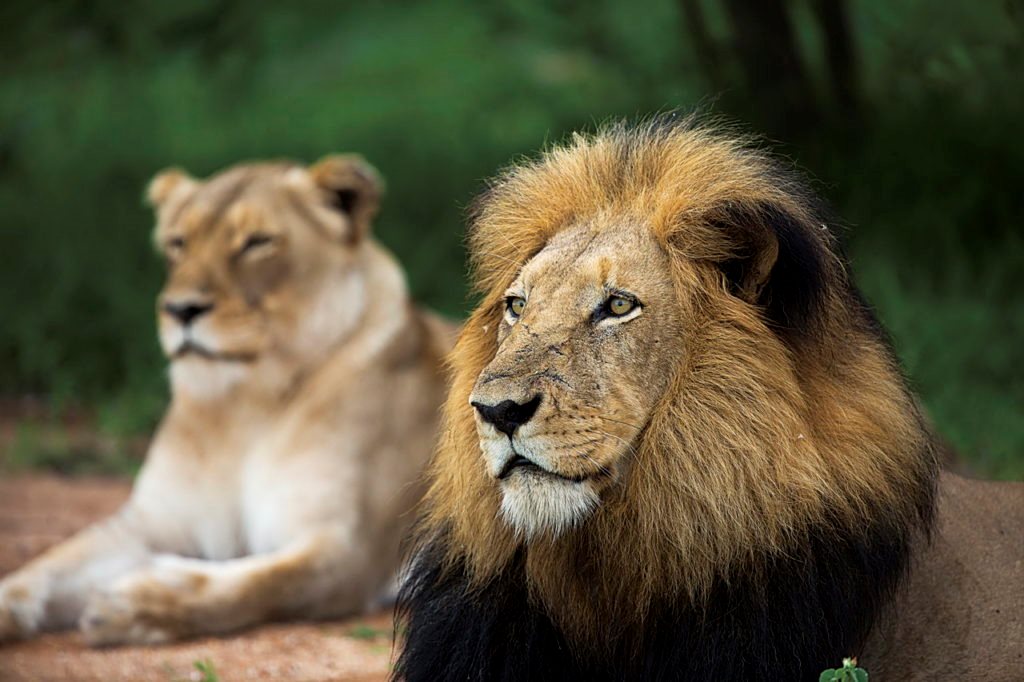 Kruger Park - Leão