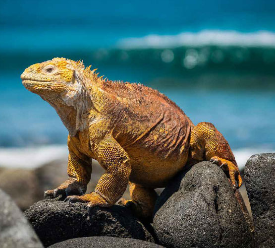 Carnaval em Galápagos