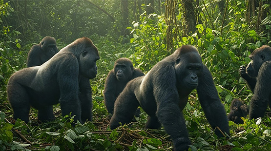 Ruanda