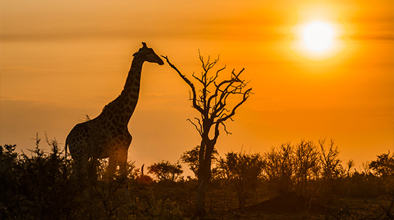 África do Sul