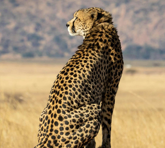 África do Sul