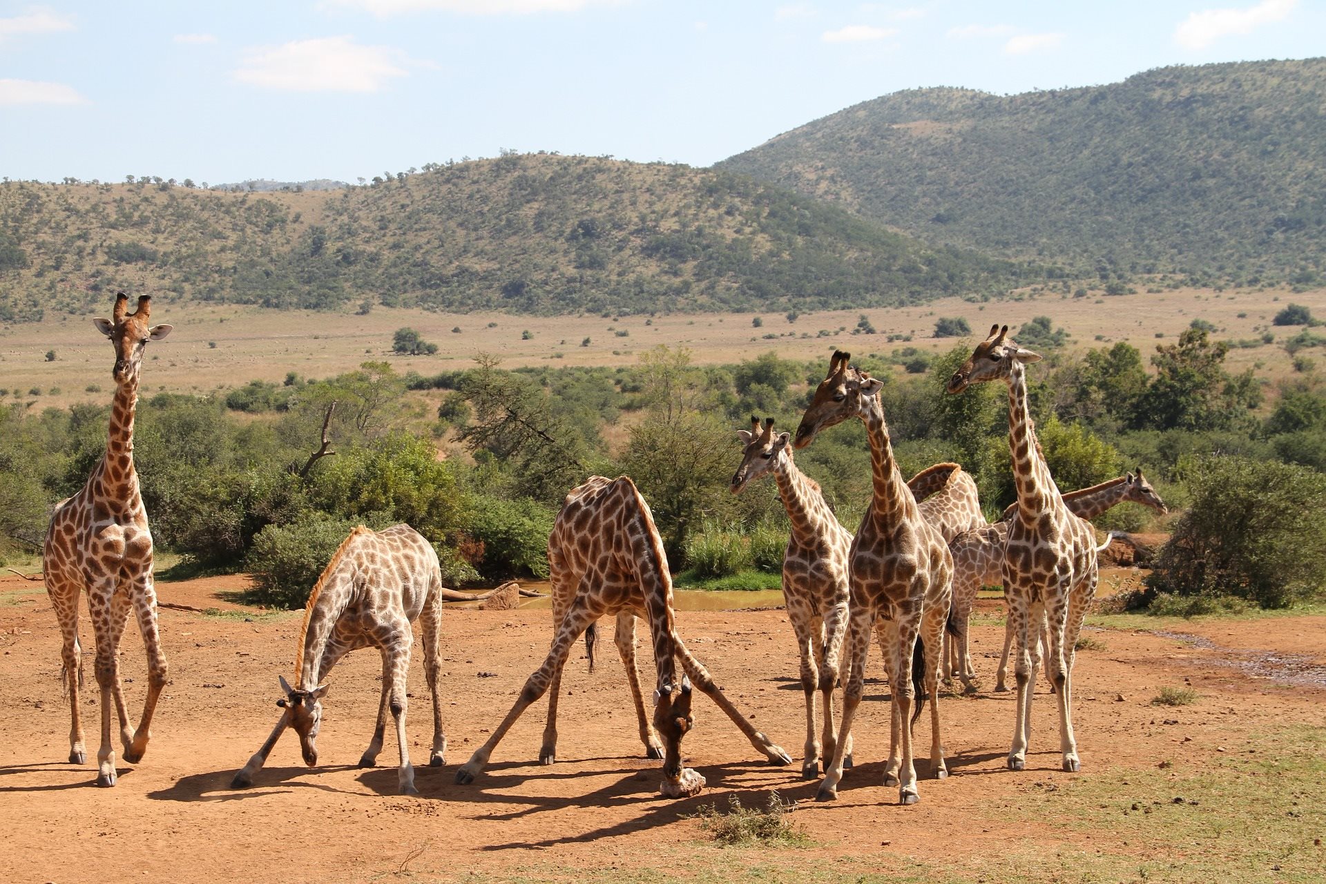 Pilanesberg Girafa