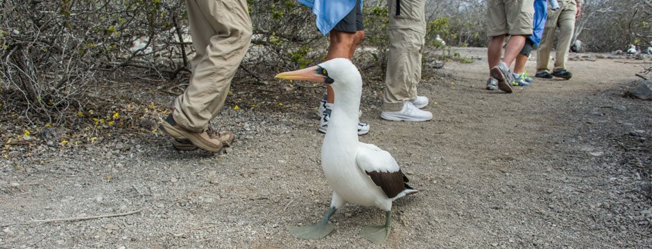Galápagos Ilhas do Norte com Iate La Pinta