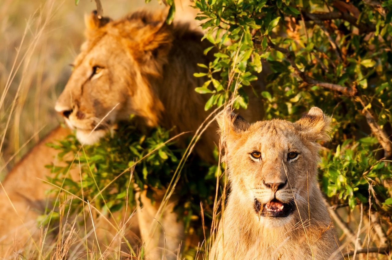 Natureza e vida selvagem