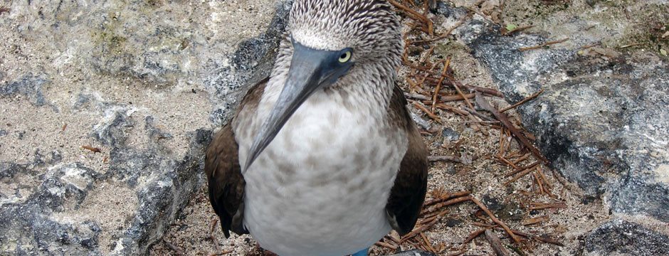 Galápagos Ilhas do Norte com Iate La Pinta