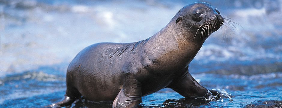 Galápagos Ilhas do Norte com Iate Isabela II