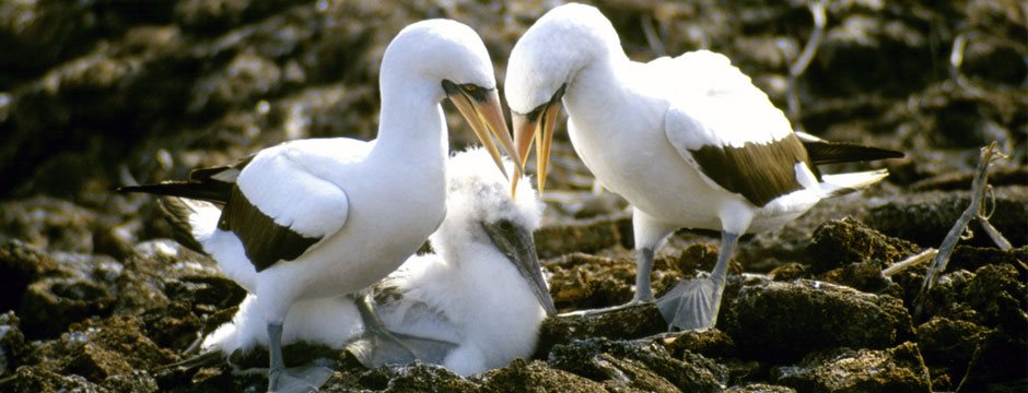 Galápagos Ilhas do Norte com Iate Isabela II