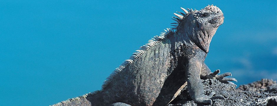Galápagos Ilhas Centrais com Iate Isabela II