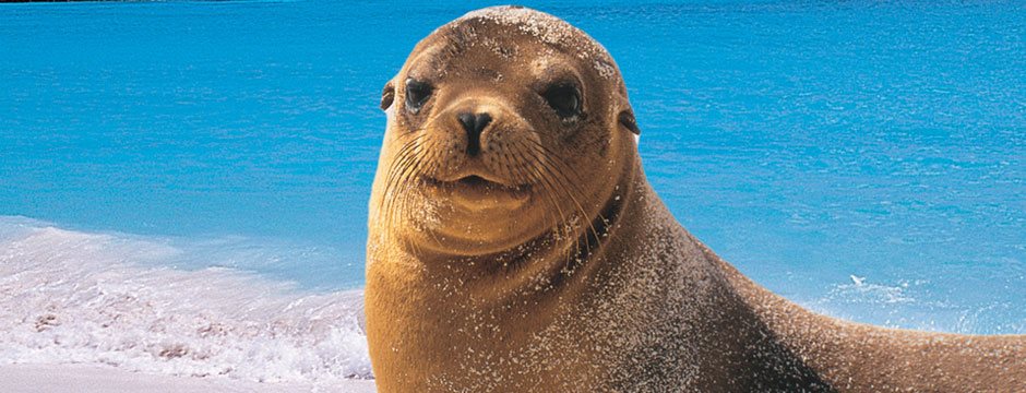 Galápagos Ilhas do Norte com Iate Isabela II