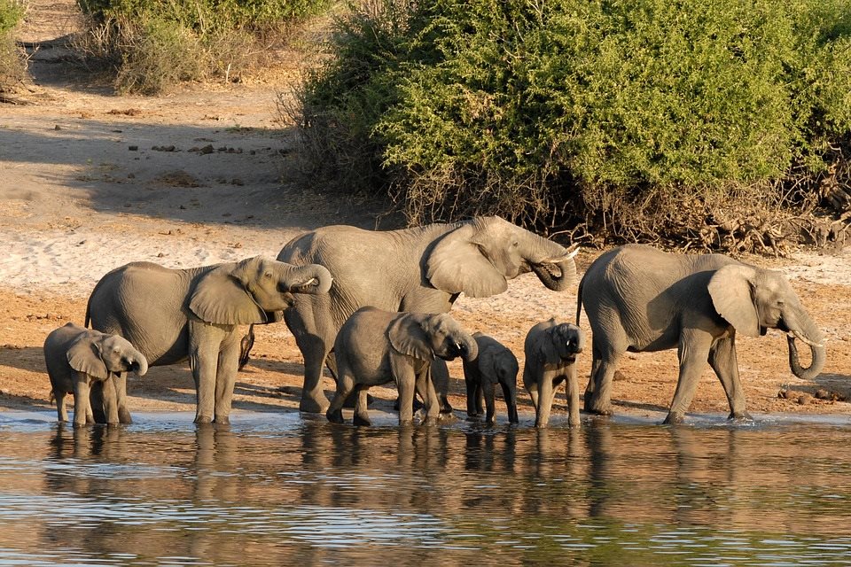 Chobe elefantes