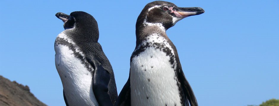 Galápagos Ilhas do Norte com Iate Isabela II