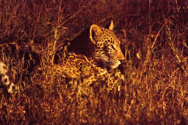 África do Sul - Leopardo