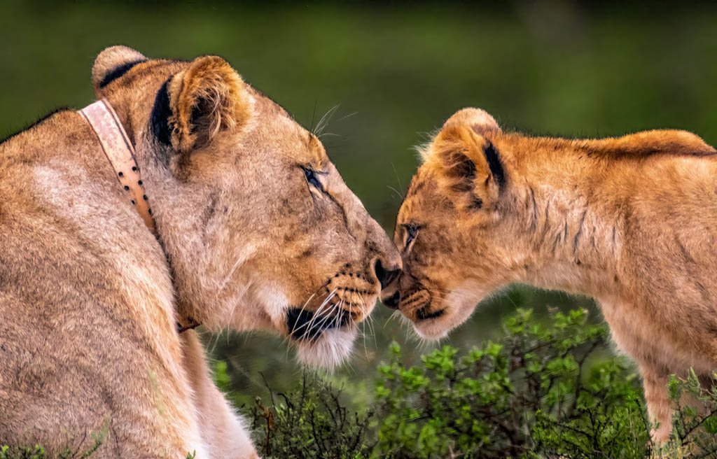 Amakhala Game Reserva