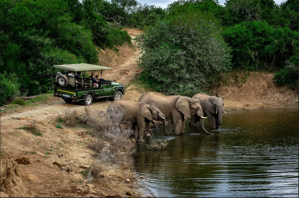 Shamwari Game Reserve