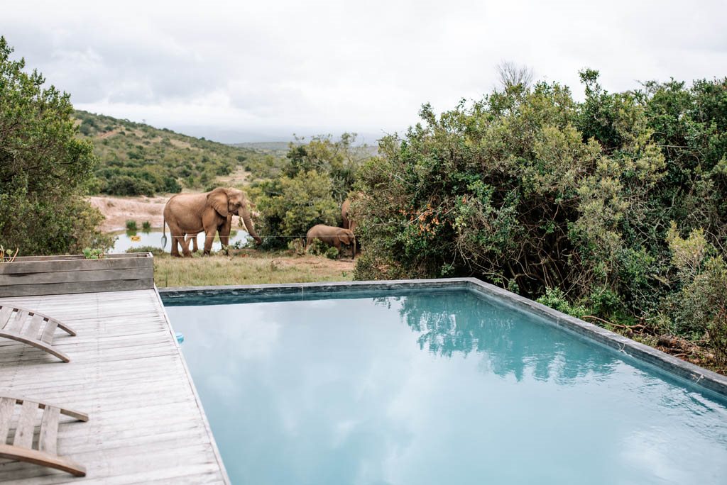 Amakhala Game Reserva