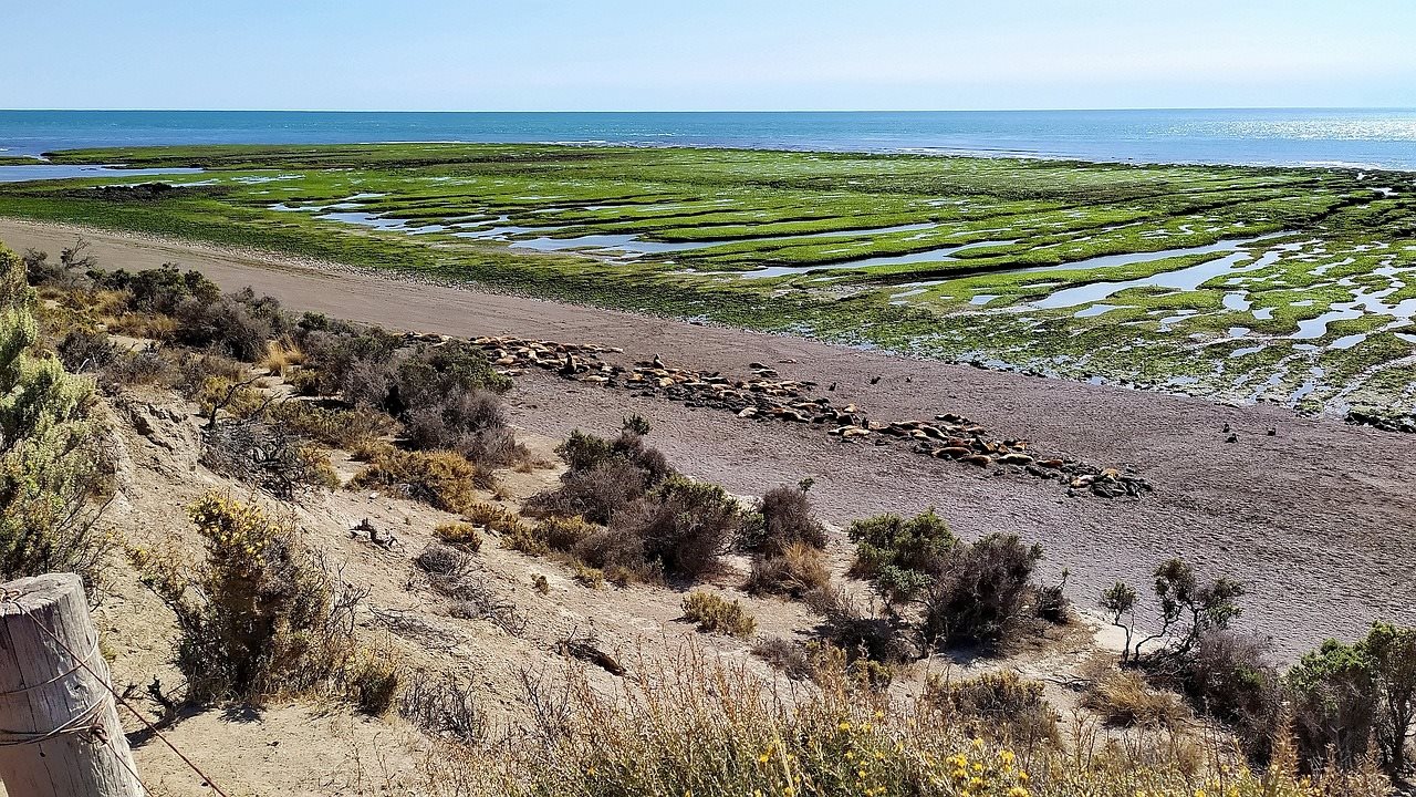 Glaciares da Patagônia - Baleias e Lobos Marinhos