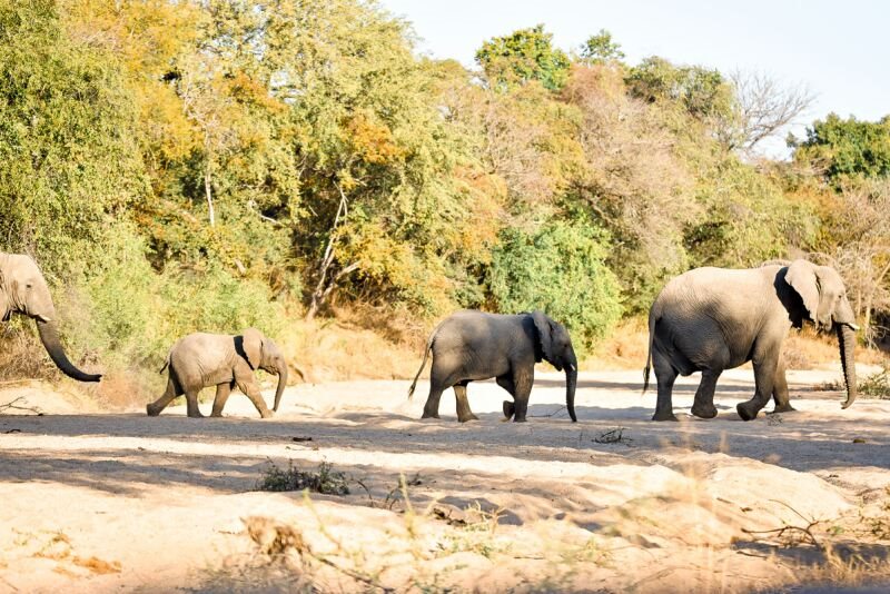 Elefante