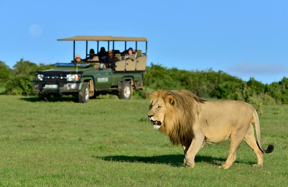 Shamwari Game Reserve