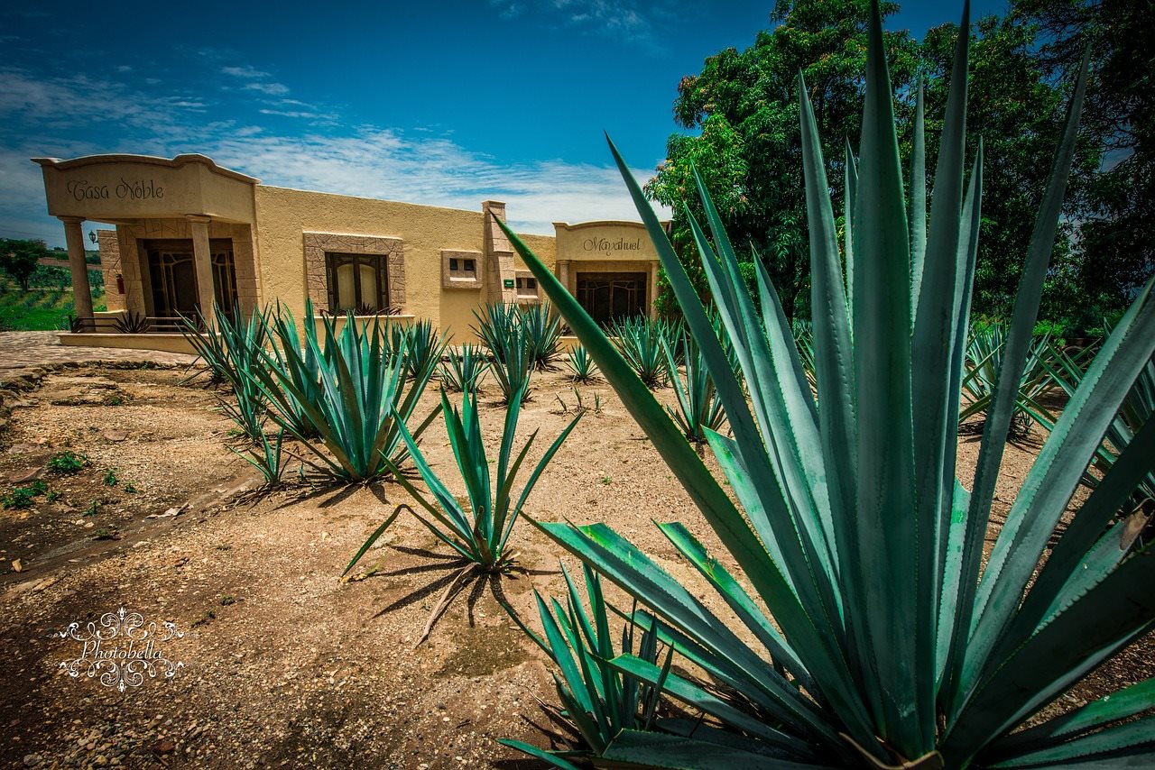Trek_Package 5530 - agave-1443273 1280