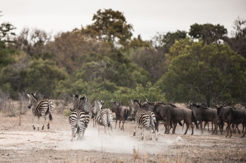 Moditlo Game Reserve