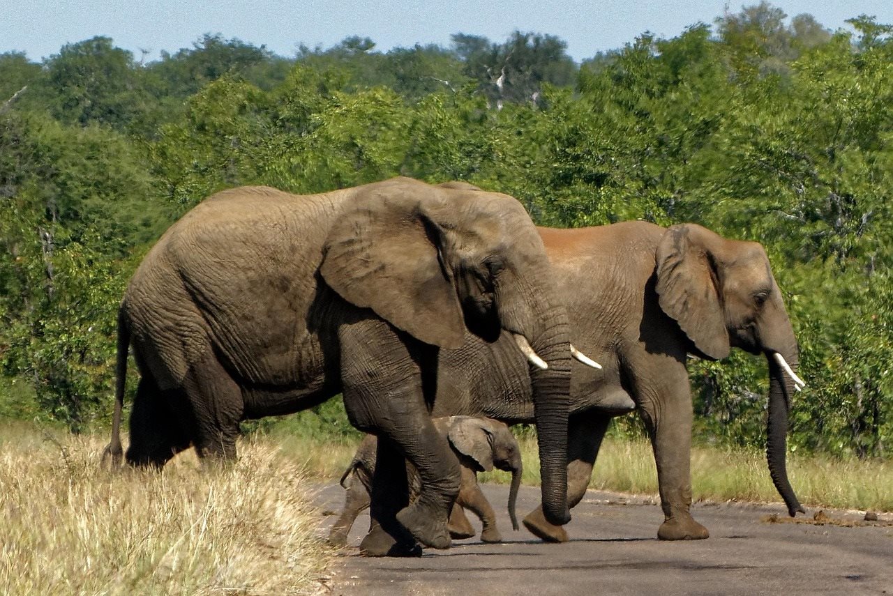 Kruger