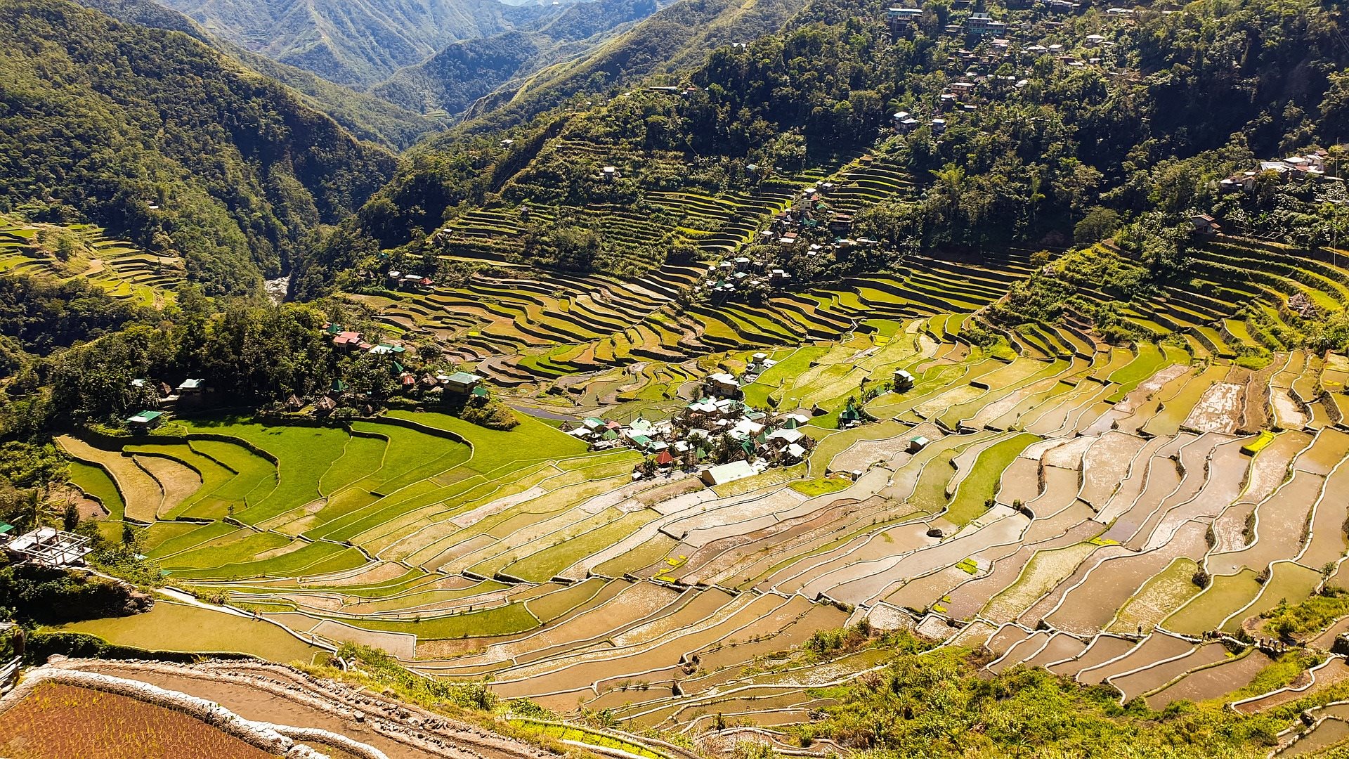 Banaue rice