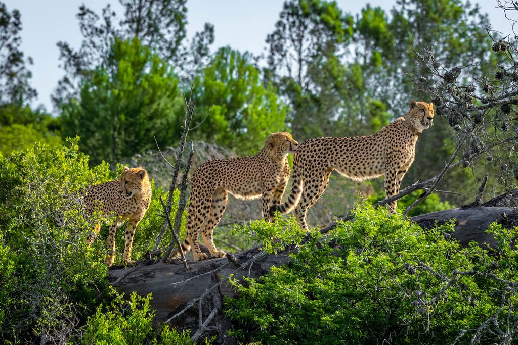 Amakhala Game Reserva