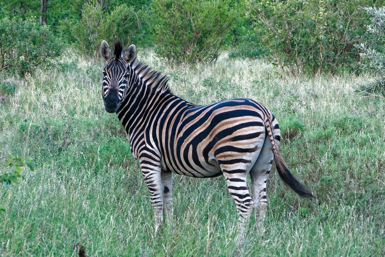 Kruger